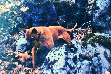 Basati Alaunt